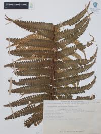 Dryopteris wallichiana image