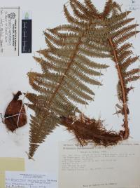 Polystichum speciosissimum image