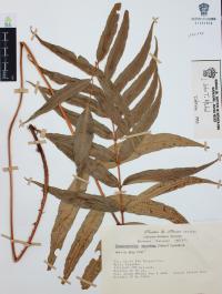 Phanerophlebia macrosora image