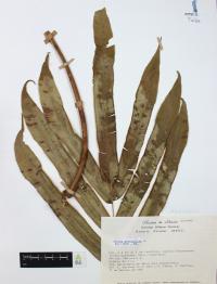 Pteris grandifolia image