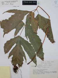 Tectaria heracleifolia image