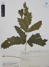 Tectaria heracleifolia image