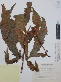 Tectaria heracleifolia image