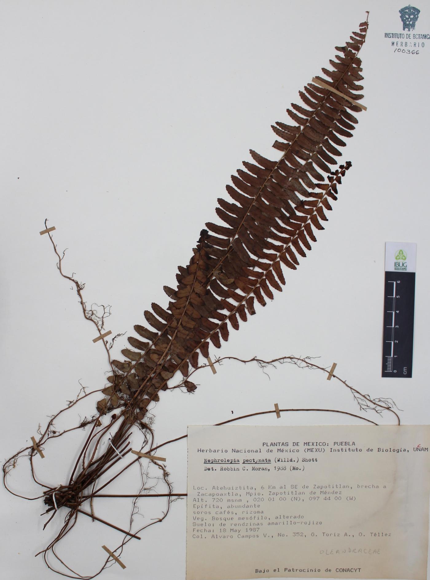 Nephrolepis pectinata image