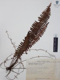 Nephrolepis pectinata image