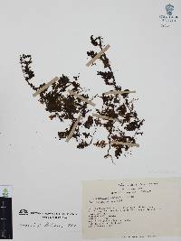 Hymenophyllum hirsutum image
