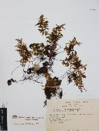 Hymenophyllum polyanthos image