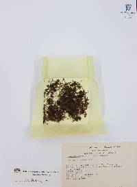 Hymenophyllum polyanthos image