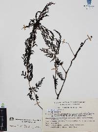 Trichomanes radicans image
