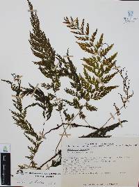 Trichomanes radicans image
