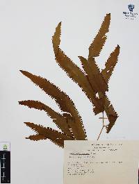Lygodium heterodoxum image
