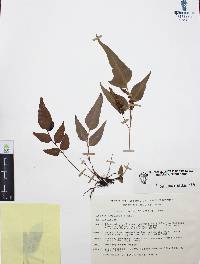 Anemia speciosa image