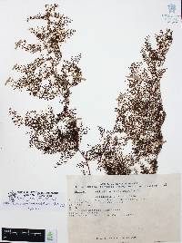 Odontosoria schlechtendalii image