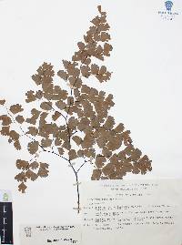 Adiantum andicola image