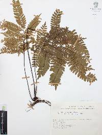Adiantum decoratum image