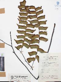 Adiantum trapeziforme image