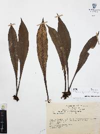 Polytaenium cajenense image