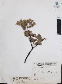 Arctostaphylos pungens image