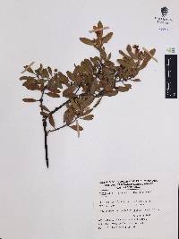 Arctostaphylos pungens image