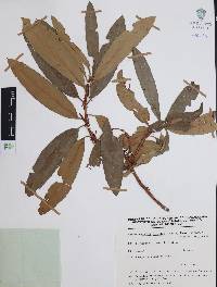 Comarostaphylis discolor image