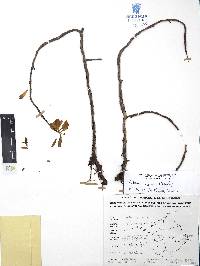 Sedum griseum image