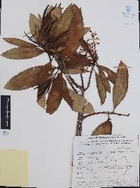 Comarostaphylis discolor image