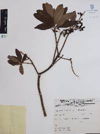 Comarostaphylis glaucescens image