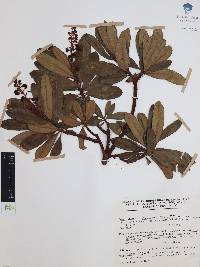 Comarostaphylis glaucescens image