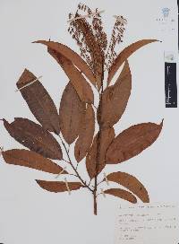 Oxydendrum arboreum image