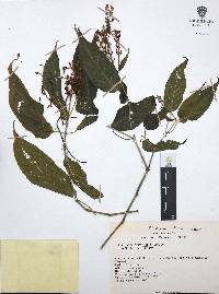 Mirandea sylvatica image