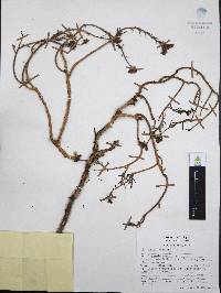 Sedum griseum image
