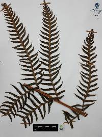 Woodwardia spinulosa image