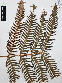 Woodwardia spinulosa image