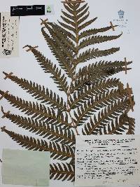 Woodwardia spinulosa image