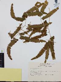 Lygodium heterodoxum image
