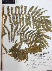 Cyathea costaricensis image