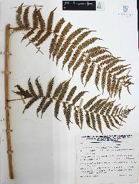 Cyathea costaricensis image