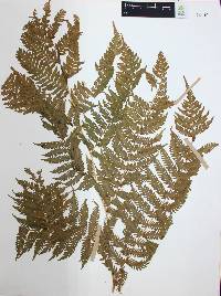 Cyathea costaricensis image