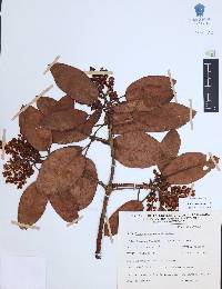 Arbutus xalapensis image