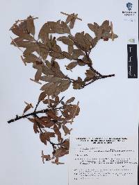 Arctostaphylos pungens image