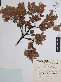 Arctostaphylos pungens image