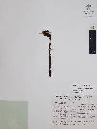 Hypopitys monotropa image