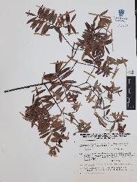 Vaccinium stenophyllum image