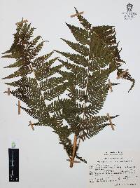 Macrothelypteris torresiana image