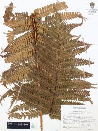Dryopteris filix-mas image