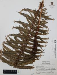 Dryopteris wallichiana image