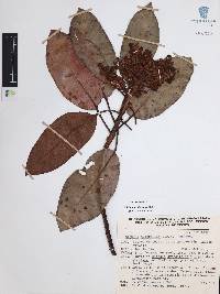 Arbutus xalapensis image