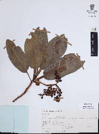 Arbutus xalapensis image