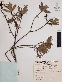 Comarostaphylis discolor image