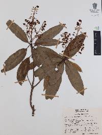 Comarostaphylis discolor subsp. rupestris image